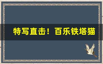 特写直击！百乐铁塔猫在哪里有卖“不觉技痒”